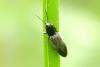 Hemicrepidius sp.